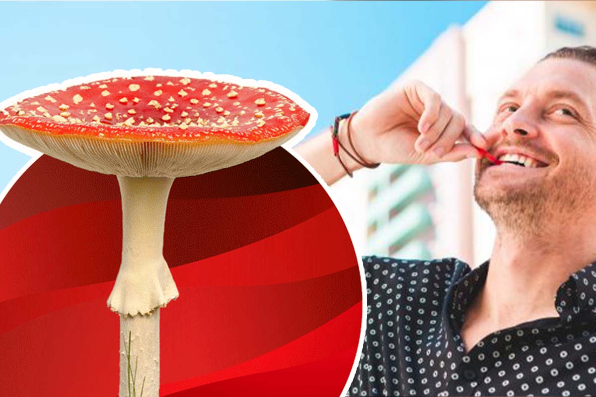Amanita Muscaria Muscimol Mushroom Gummies Isolate Online For Sale Bulk