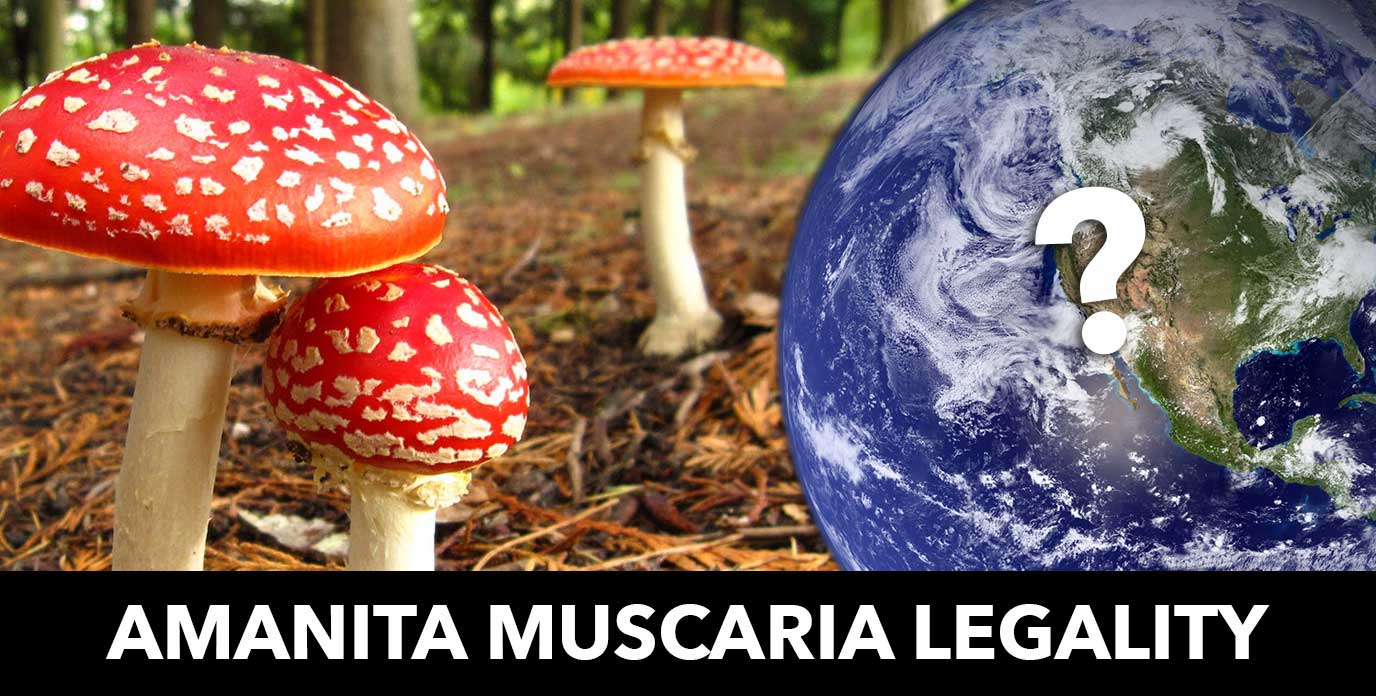 Comprehensive Legality Guide to Amanita Gummies and Vapes - Is Amanita Muscaria Legal Near Me